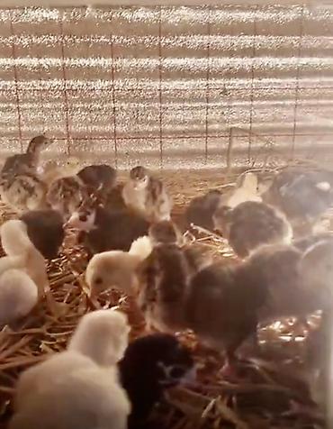 cucə lampası: Hinduşka və toyuq balaları – müxtəlif rəng və cinslər - Brooder — 1