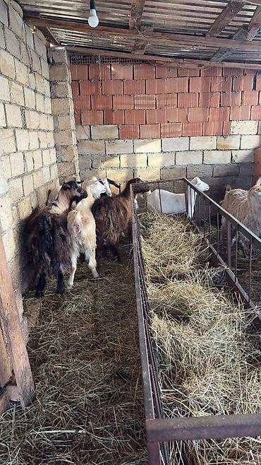 keci heyvan: 6 ana keçi 2 dogub 4 agir bogazdi bu gun sabah birin balasi yeke biri — 5