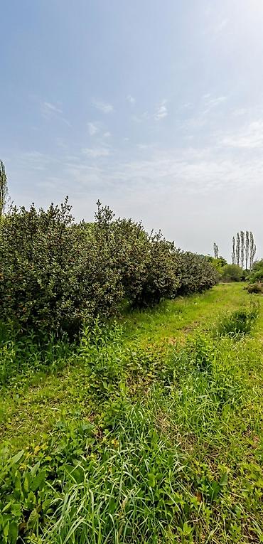 guneşli inşaat: 1500 sot, Tikinti, Mülkiyyətçi, Kupça (Çıxarış) — 5