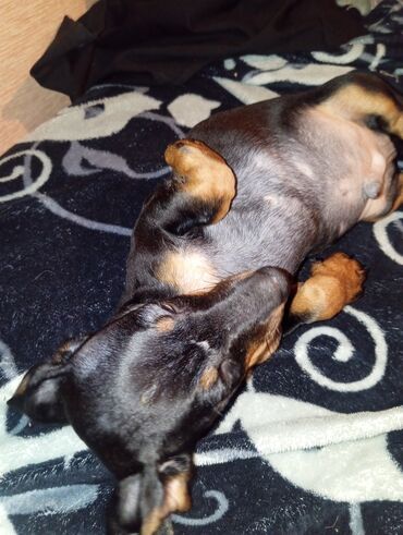 Продажа собак: Такса, 2 месяца, Самка, С прививкой — 8