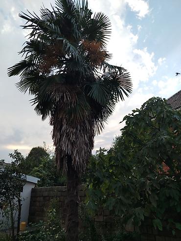 Palma – Yelpiyarpaq (Trachycarpus fortunei) - Hündürlüyü: 9 metr -