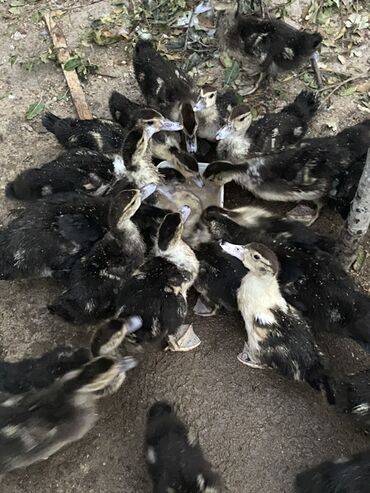 itlərin cütləşmə vaxtı: Razılaşma
