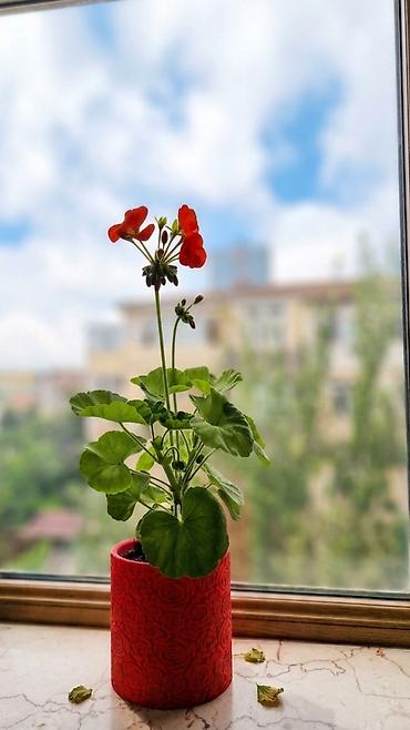 ev guleri: 3D printerdə çap olunmuş yeni dekorativ dibçək. Gül dibçəklə birlikdə — 6