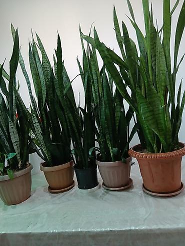 Драцены и Сансевиерии: Большой выбор Сансиеверии at lalafo.kg — 6 Драцены и Сансевиерии: Большой выбор Сансиеверии — 6