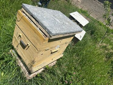 мал алабыз: Продам улей для пчёл 1 большой 1 средний 6 маленький в общем 8