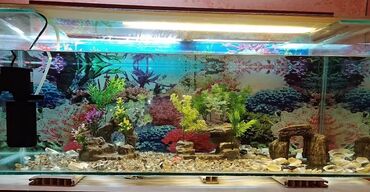 Akvariumlar: Akvarium balıqları aksesuarlar yem tor işıq — 7