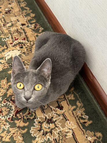 ош кошка: Продаю кошку 5-6 месяцев Русско голубая чистоплотная, одна из самых