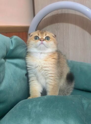 кошка черная: Скотиш Фолд (Шотландская вислоухая), 3 месяца, Мальчик, Золотая шиншилла, Приучена к лотку, Проглистована, С прививками