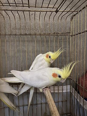 əbabil quşu: Məhsul: Nimfa papuqayları (Cockatiel) – ağ rəngli lutinomorf — 1