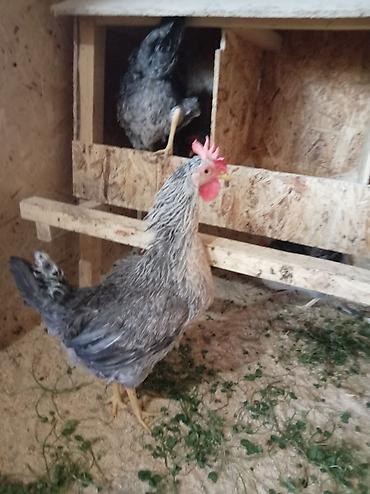 бойцовые куры: Продаю | Куры | Для разведения — 3
