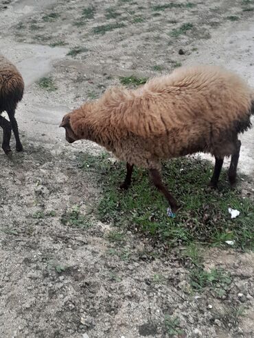 tap.az heyvanlar qoyunlar: Salam beher gormemiw heyvandi diwidi 1il 1ayliq unvan Mastaga