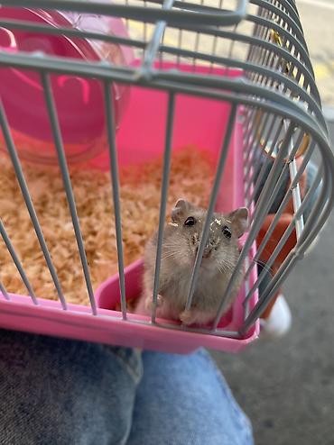 мейн кун: Cücərəndirilmiş xırda heyvan – hamster (cüce/djungar tipli) — 6