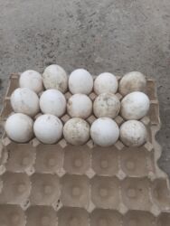 кошка домик: Продаю яйцо гусиные, свежие 
60 сом