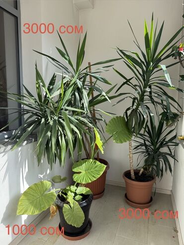аквариумные растения купить: Комнатные растения в горшках - Юкка (2 экземпляра) в крупных
