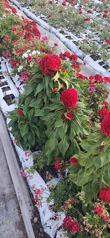 agadayi uzum sortu: Balaca qablardab satışda 1azn Məhsul: Qırmızı “Xoruz Tozu” – Celosia — 5