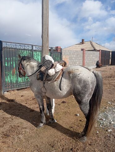 сколько стоит собака далматинец: Сатам | Жылкы (эркек) | Жумушка