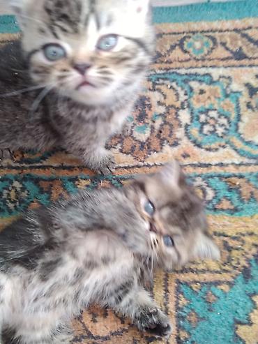 Продажа кошек: Шотландские котята. 1,5 месяца. 2 девочки, мальчик на брони — 3