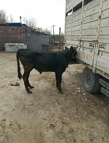 Inəklər, öküzlər: Inəklər, öküzlər — 4