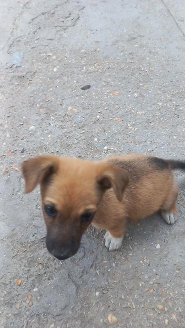 balaca it cinsləri: 1 ay — 3
