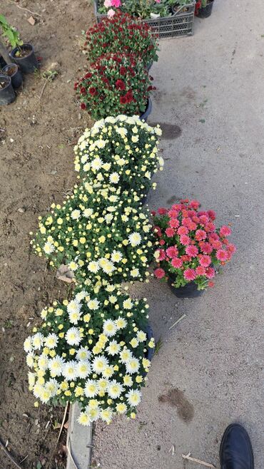 Çöl bitkiləri: 1.50 aznden başlayan qiymətlərlə Xrizantema (Chrysanthemum) bəzək — 7