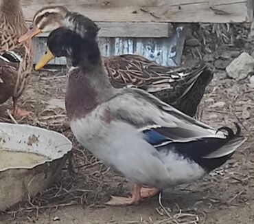 Ördəklər: Salam 1 yaşıl baş kəkilli, 1 sona kəkilli satilir cütü 40 azn 🤌🤌🤌🤌🤌 — 9