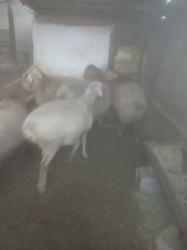 Бараны, овцы: Продаю | Овца (самка) | Для разведения | Матка — 9