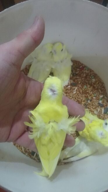 Tutuquşları: Yaponiclər və yaponicdən dömmələr — 15