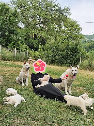 doberman cena: Na prodaju prelepi čistokrvni štenci Belog švajcarskog ovčara stari — 3