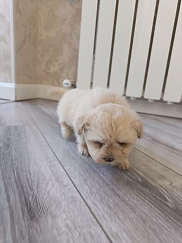 İtlər: Pudel, 2 ay, Erkek — 4