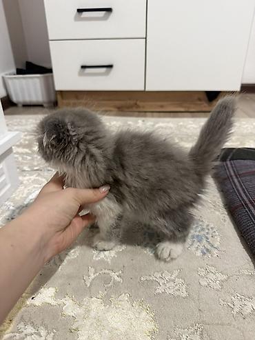 Продажа кошек: Шотландский вислоухий котёнок (длинношёрстный), окрас: серый с белым — 2
