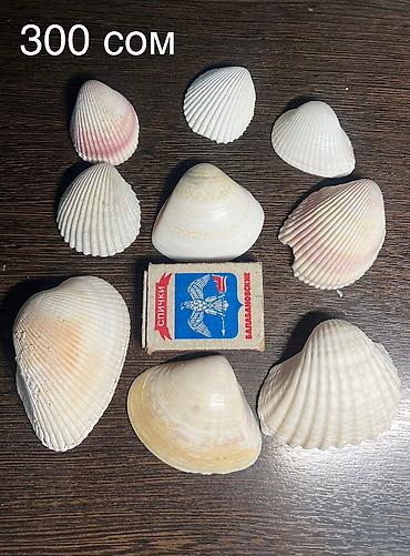 Аквариумы: Ракушки натуральные натуральные камни стеклянные шарики для — 1