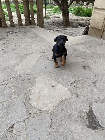 İtlər: Doberman, 2 ay, Dişi, Cütləşmə üçün — 11