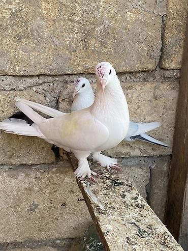 dekorativ goyərcin: Hazır cütdüler erkey badam leleydi maya çılpaq dı tutulmadı ikside — 3