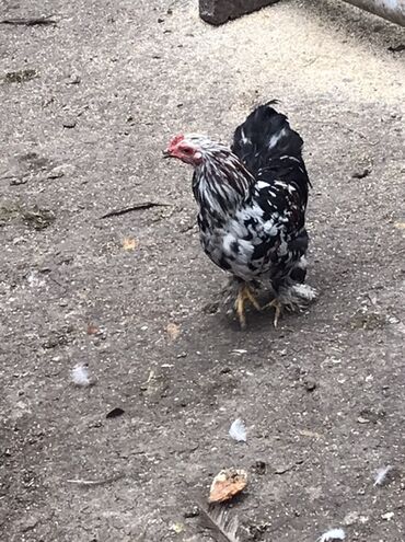 Toyuqlar: Toyuq, Damazlıq — 3