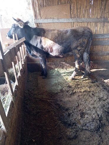 на ферме есть куры козлы и коровы: Продаю | Корова (самка) | Для разведения