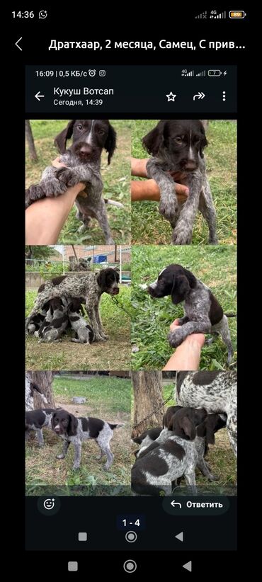 сибирская хаска цена: Чихуахуа, 1 айлык, Эркек