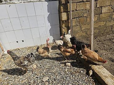 Toyuqlar: Toyuq, Yumurtalıq — 7