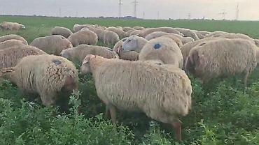 at satanlar: Dişi, il: 2, Damazlıq, Pulsuz çatdırılma — 4