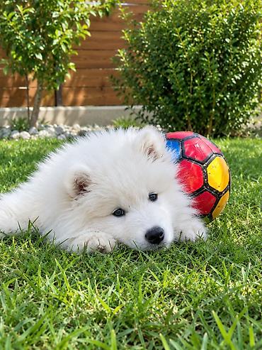 heyvan satisi sayti: Samoyed, Peyvəndli — 9