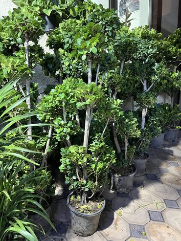 Драцены и Сансевиерии: Драцены и Сансевиерии — 15