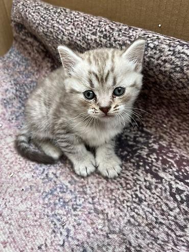 Продажа кошек: Шотландский вислоухий котёнок (Scottish Fold) - Окрас: серебристый — 5