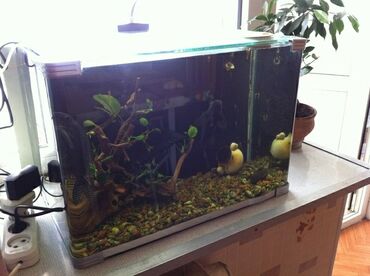 аквариум рыба: Аквариум заводской 80литров.искуственные цветы для аквариума. Отвечу