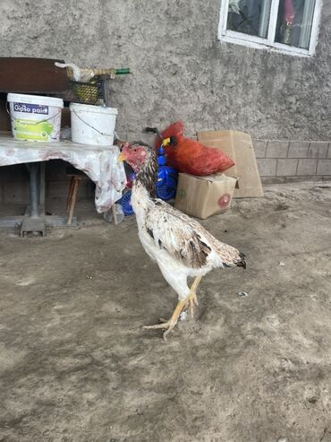 купить американского бульдога: Сатам | Короздор | Тебиштирүүчү, Дакан | Көбөйтүү үчүн