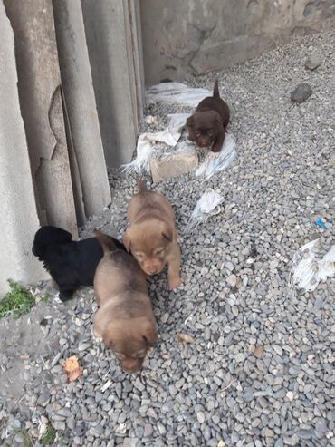 İtlər: Zvanok cinsi balalar satışda. - Şirin, aktiv və sosial balalar – qara — 1