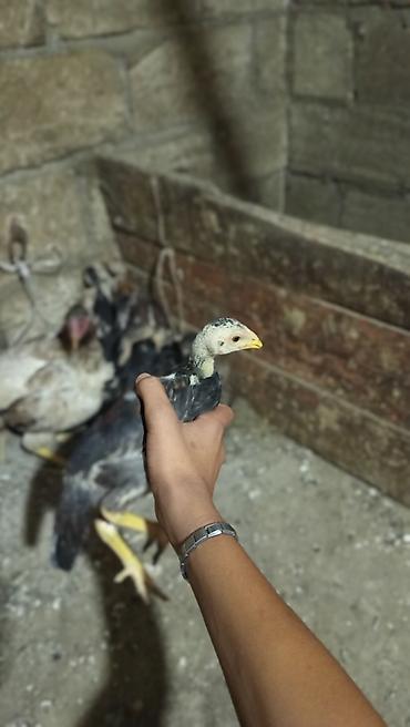 keçi bazarı: Toyuq, Damazlıq, Ünvandan götürmə, Ödənişli çatdırılma, Rayonlara çatdırılma — 2