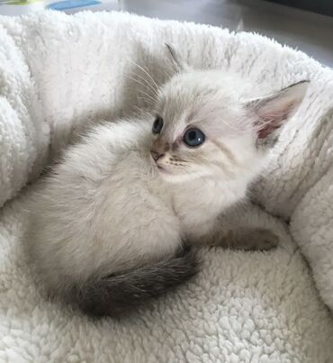 где можно купить котят в бишкеке: 3 месяца, Мальчик