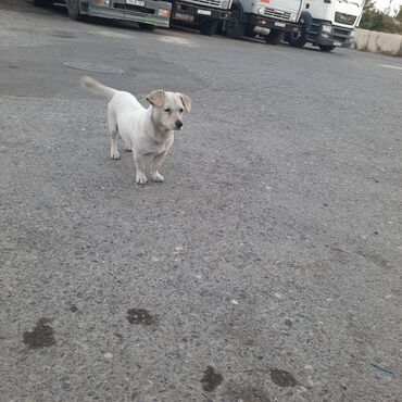 koker spaniel satilir: Bu it orta ölçülü, açıq rəngli xəzə malikdir. Qulaqları sallanmış və