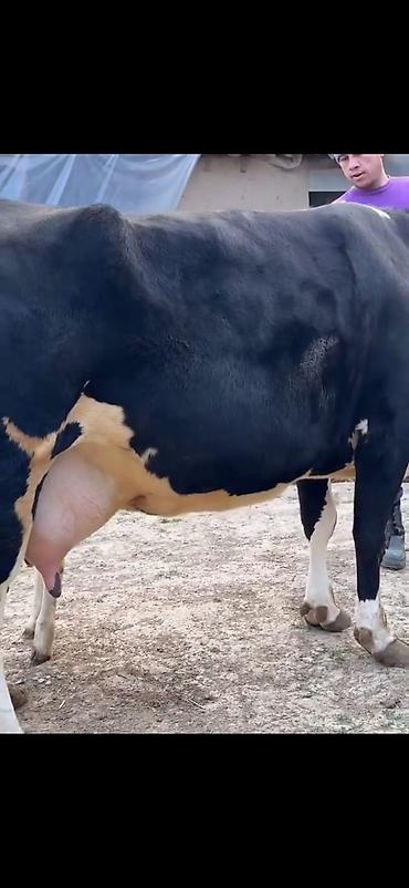 Inəklər, öküzlər: Südlük inək və balası - Cins: qara‑ağ (Holştin tipli) süd istiqamətli — 16