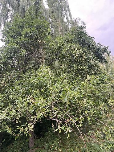 69 га: 30 соток, Для сельского хозяйства — 4