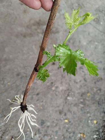 Виноград: Саженцы винограда. Пино, каберне, кишмыш, мцванни, ркацетелли — 6